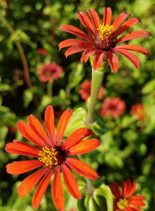 Zinnias Red Spider Association Kokopelli