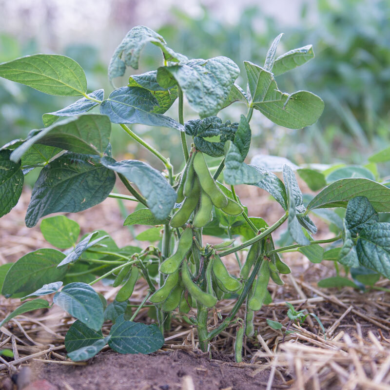 EDAMAME soja 20 semillas deliciosa oriental orgánico no GMO favorita 