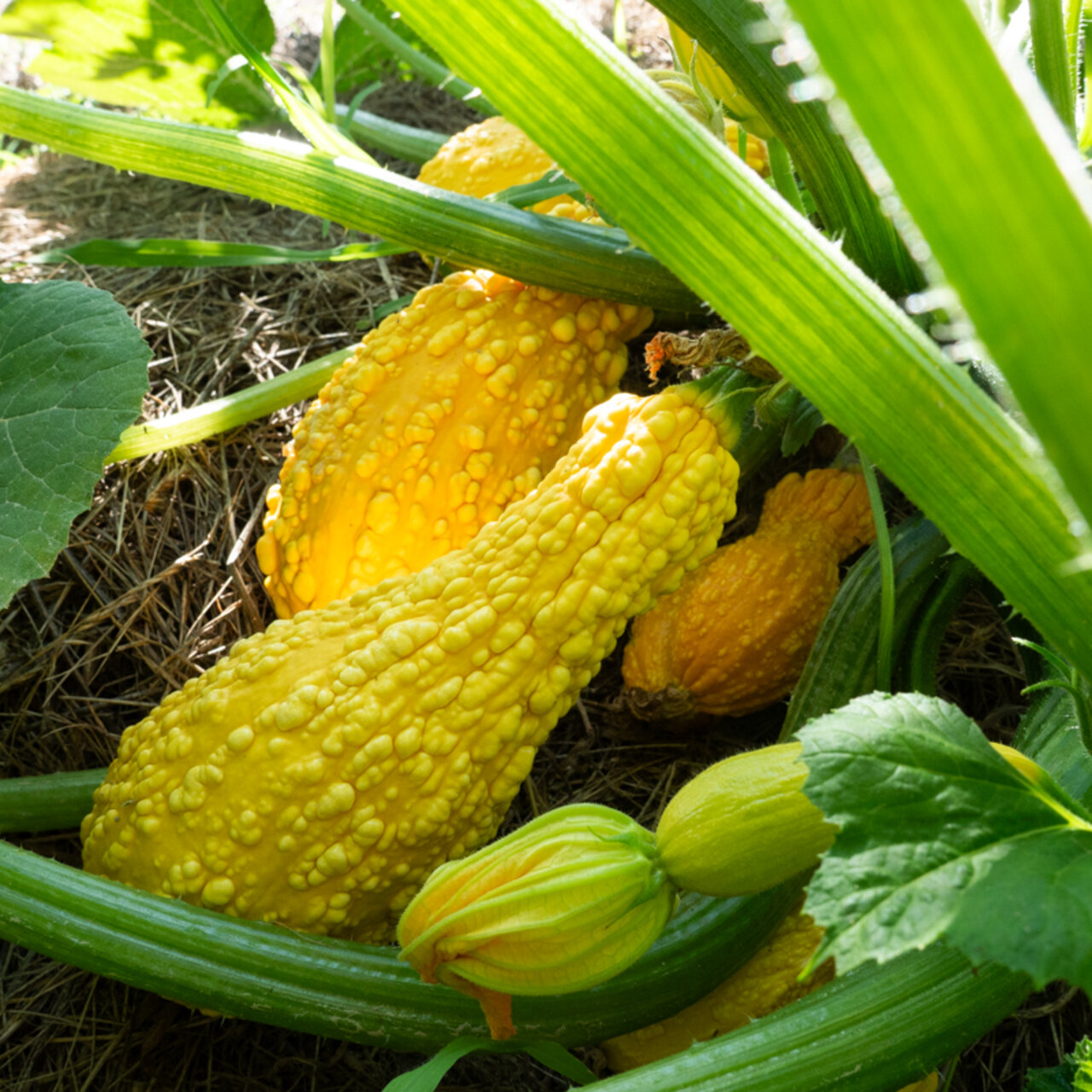 Courgette Jaune à Col Crookneck Bouteille