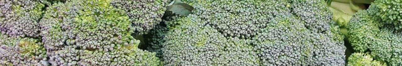 Choux brocolis