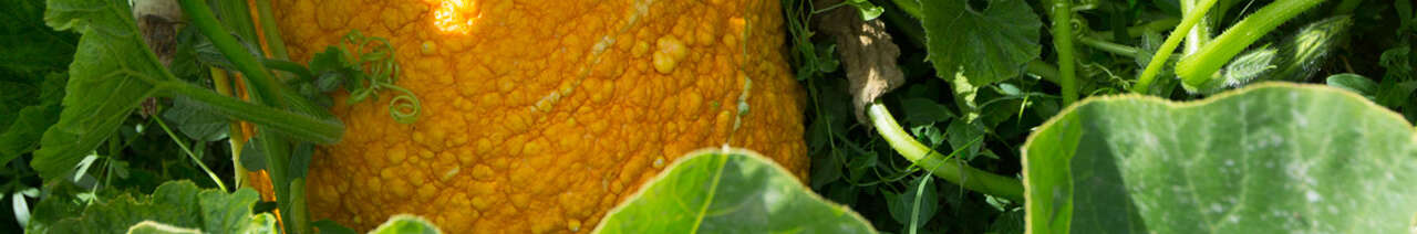 Courges maxima