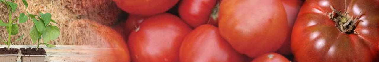 Plants de Tomates