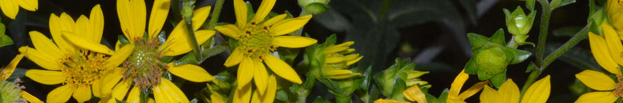 Silphium