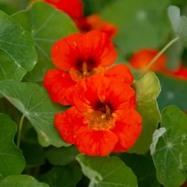 Réussir la culture de la Capucine