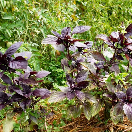 Tomates : les bonnes et mauvaises associations au potager
