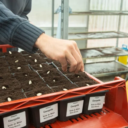 Les étapes pour réussir son semis de courgette
