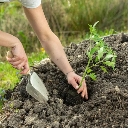 Les engrais naturels pour les tomates