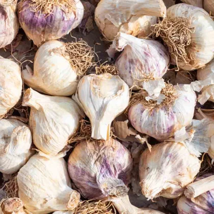 Réussir la culture de l'Ail