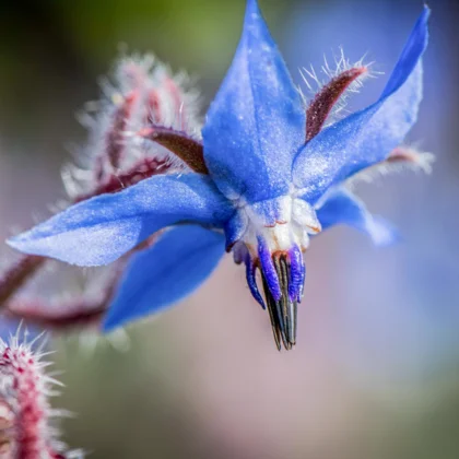 Réussir la culture de la Bourrache