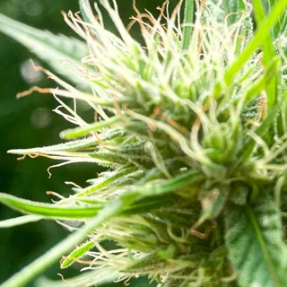 Réussir la culture du Chanvre