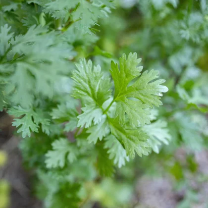 Réussir la culture de la Coriandre