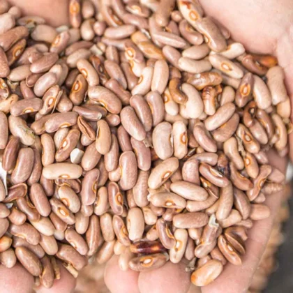 Réussir la culture du Haricot