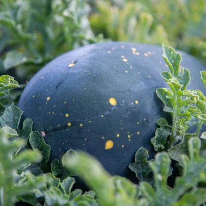 Réussir la culture de la Pastèque