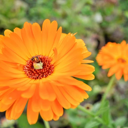 Réussir la culture du Souci Calendula