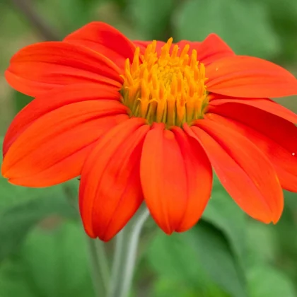 Réussir la culture du Tournesol mexicain - Tithonia