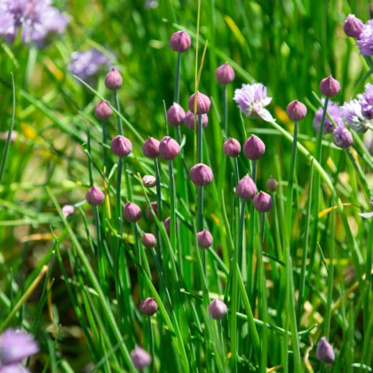 Réussir la culture de la Ciboulette