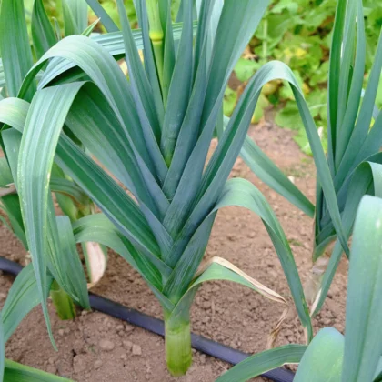 Réussir la culture du poireau