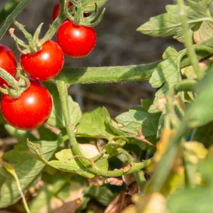 Cultiver des tomates précoces