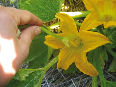 Comment polliniser manuellement une courgette : étapes et conseils pour un potager réussi