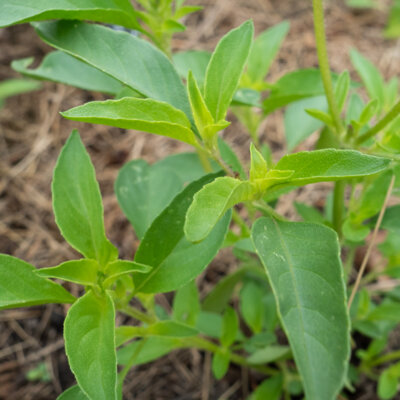 Basilic Citron à Petites Feuilles