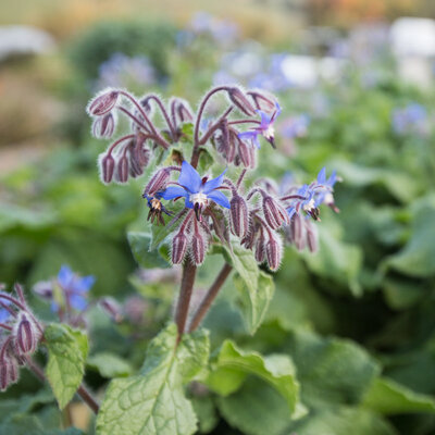 Bourrache À Fleurs Bleues