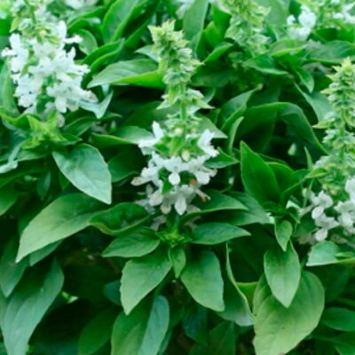 Basilics - Floral Spires Blanc