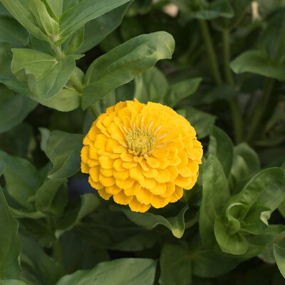 Zinnia Golden Yellow