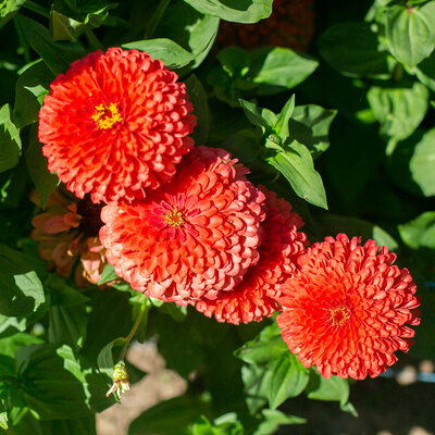 Zinnia Giant Corral