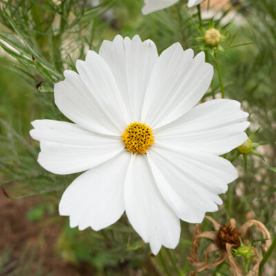 Cosmos Blanc Pur