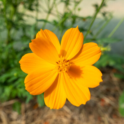 Cosmos Orange