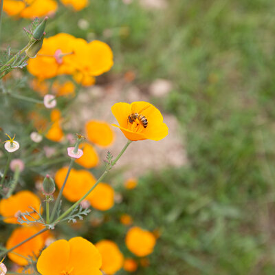 Coquelicot De Californie Orange