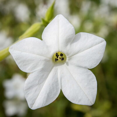 Tabac Grandiflora Au Parfum de Jasmin