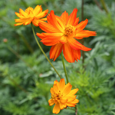 Cosmos Alex Orange à Rouge