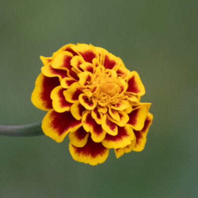 Tagète Sparkler Marigold