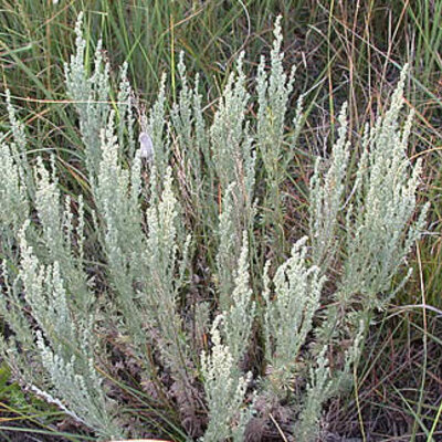 Artemisia frigida