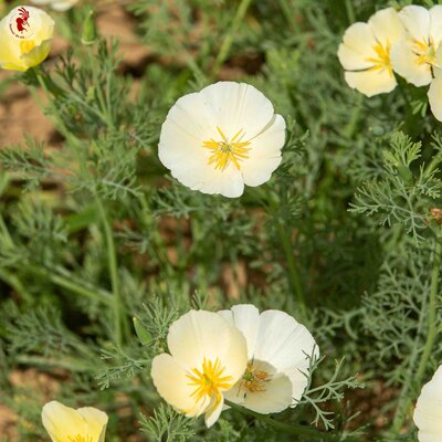 Coquelicot De Californie Ivory Castle