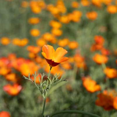 Coquelicot De Californie Mikado Red