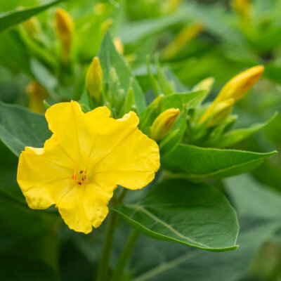 Belle de Nuit A Fleurs Jaunes