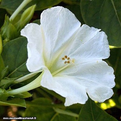 Belle de Nuit A Fleurs Blanches