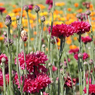 Bleuet A Fleurs Rouges