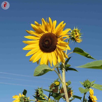 Tournesol à Fleurs Morning Sun