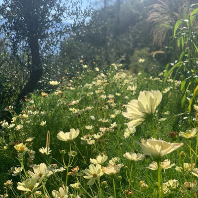 Cosmos Xanthos