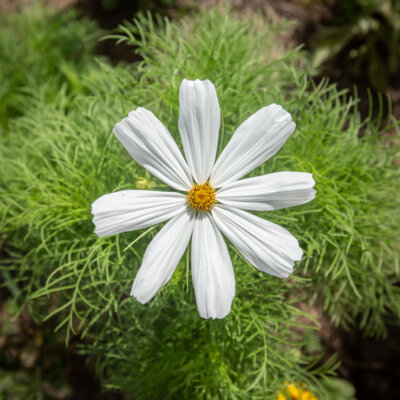 Cosmos Sonata White