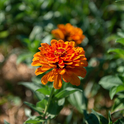 Zinnia Oriole