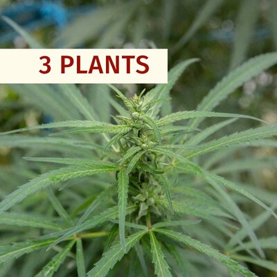 Cannabis - Plants de Cannabis Kompolti
