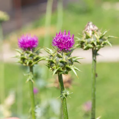 Chardon Chardon-Marie