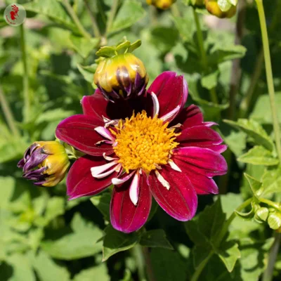 Dahlia Harlequin Mix