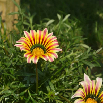 Gazania Big Kiss Yellow