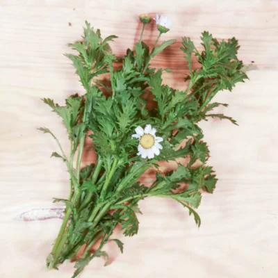 Chrysanthème Chrysanthème des Marais