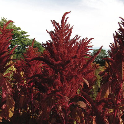 Amarante à Grains Burgundy